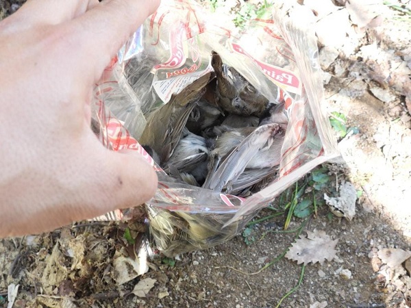 Unter den rund 30 beschlagnahmten Vögeln waren vor allem Grasmücken und Spötter. 