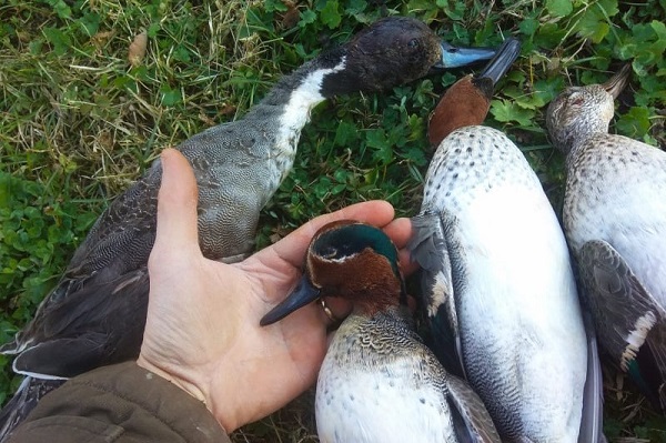 Geschossene Krick- und Spießenten
