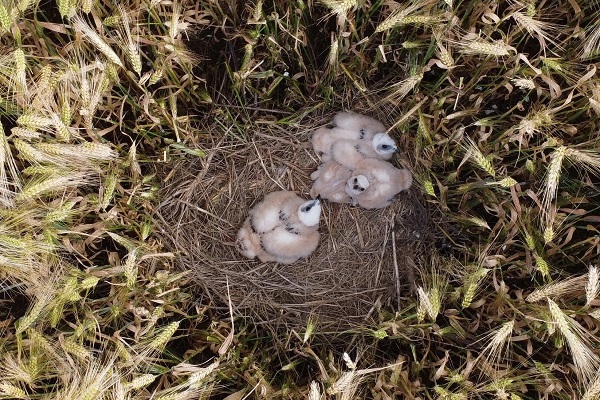 Rohrweihennest mit 10 Tage alten Küken in einem Gerstenfeld aus der Drohnenperspektive