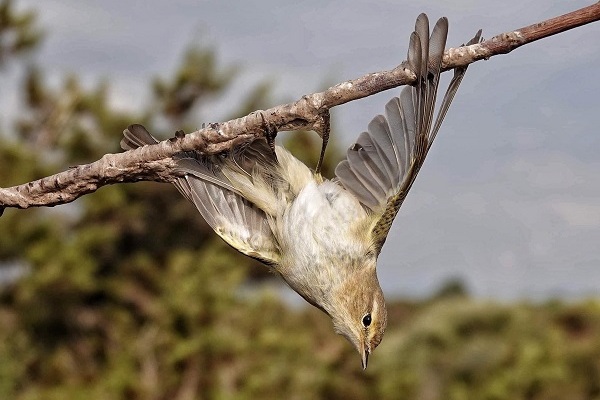 Fitis an einer Leimrute auf Zypern, Arichvbild