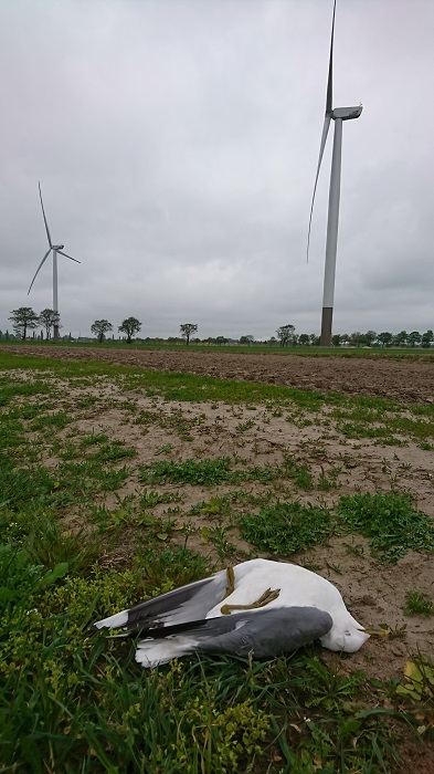 Gavina uccisa da una turbina