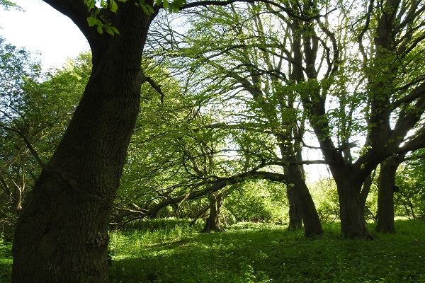 Baumbestand in Grothenrade