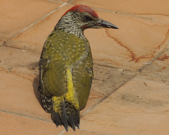 Giovane picchio verde con trauma cranico