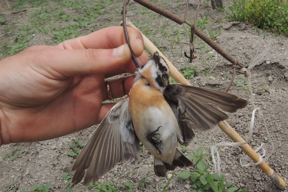 Auf den süditalienischen Inseln werden Braunkehlchen im Frühling immer wieder Opfer von Wilderei, Archivbild.