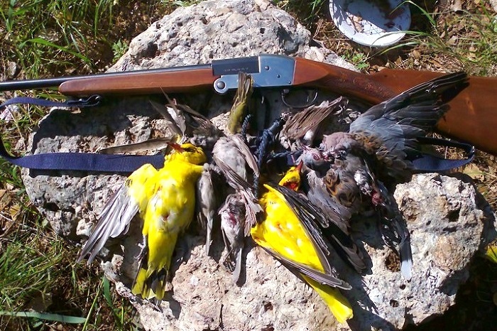 Geschossene Turteltauben, Pirole und andere Singvögel 