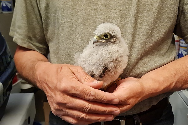 Aus dem Nest gefallenes Turmfalkenküken - von Komitee-Mitarbeitern gerettet und in eine Pflegestation eingeliefert