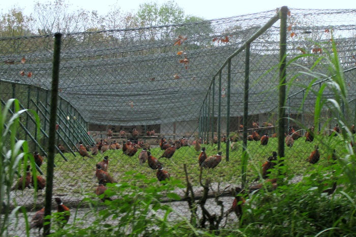 Fasanenvoliere eines Jägers in Nordrhein-Westfalen