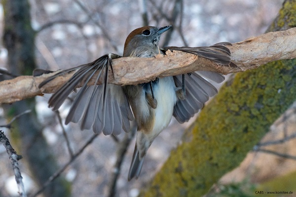 Mönchgrasmücken-Weibchen, gefangen auf einer Leimrute auf Zypern. Der Vogel konnte im Rahmen einer Komitee-Aktion gerettet werden.