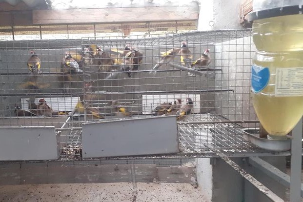 Blick in das "Tierlager" des Vogelhändlers