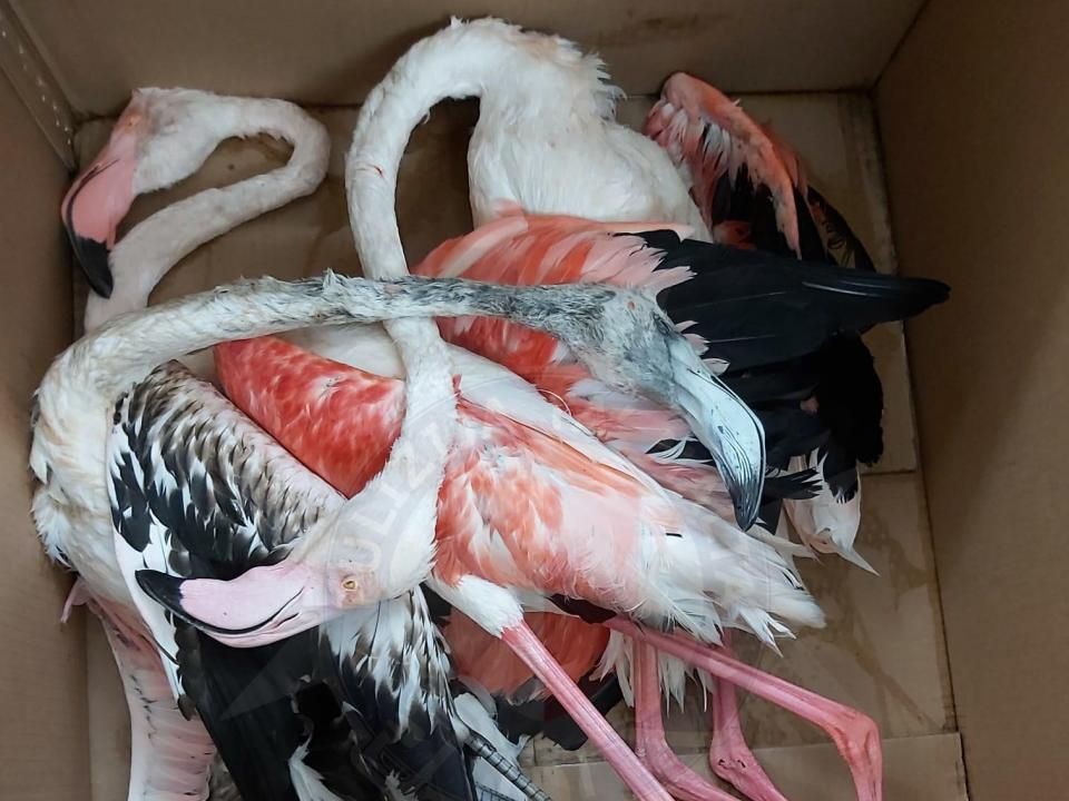 Von der Polizei sichergstellte Flamingos vom Qawra Point, Oktober 2021 (© Malta Police) 
