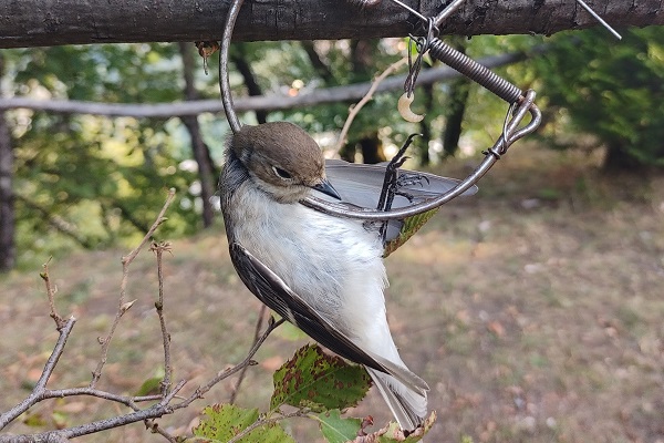Trauerschnäpper in Schlagfalle für Singvögel 