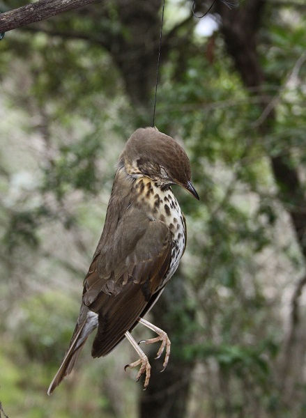 Erdrosselt: Singdrossel in einer Rosshaarschlinge