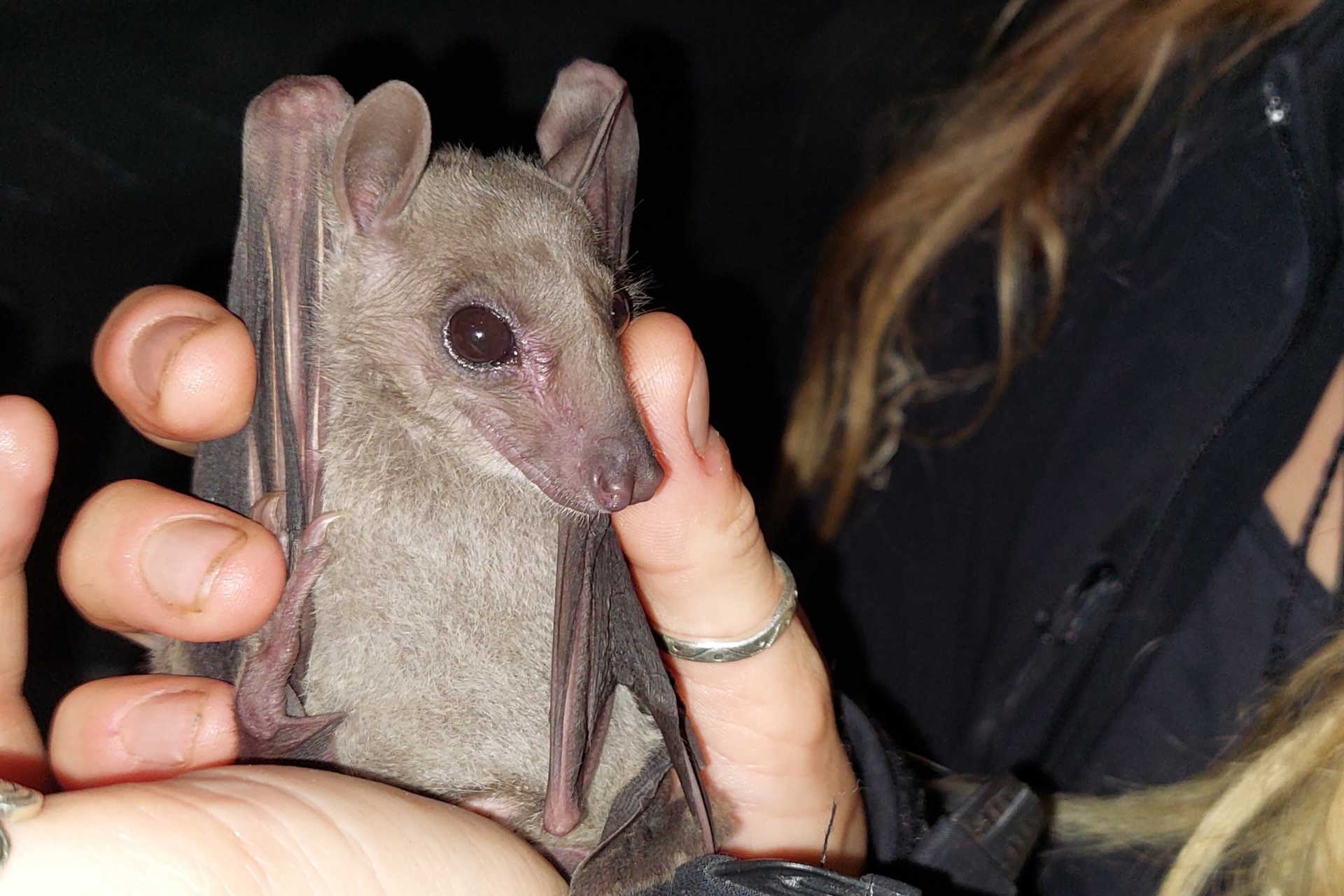 Aus einem Fangnetz auf Zypern geretteter Nilflughund