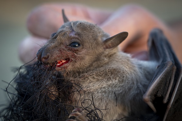Der Nilflughund wurde von unserem Team auf Zypern in einem Stellnetz gefunden. Danke an Riccardo für das Foto!