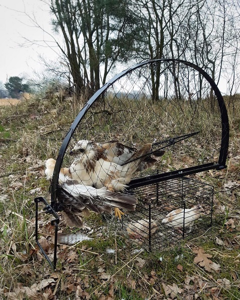 Mäusebussard in Habichtfangkorb