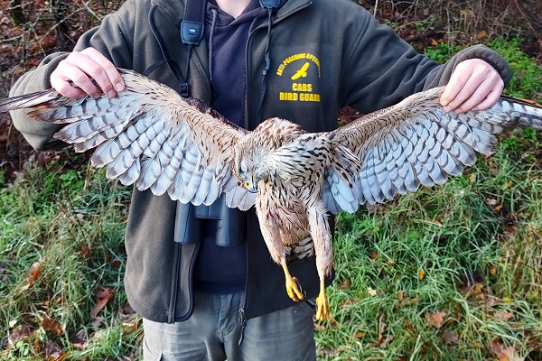 Erschlagener Habicht