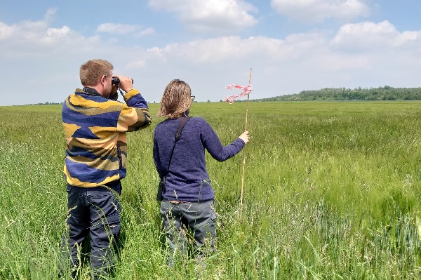 Komitee-Mitarbeitende bei der Kontrolle eines Wiesenweihen-Brutplatzes in der Zülpicher Börde
