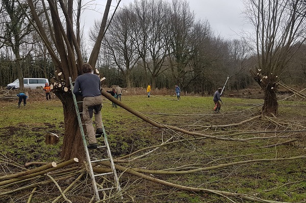 Ehrenamtliche Helfer beim Kopfweidenschnitt im Komitee-Schutzgebiet in Schwentinental (bei kiel)