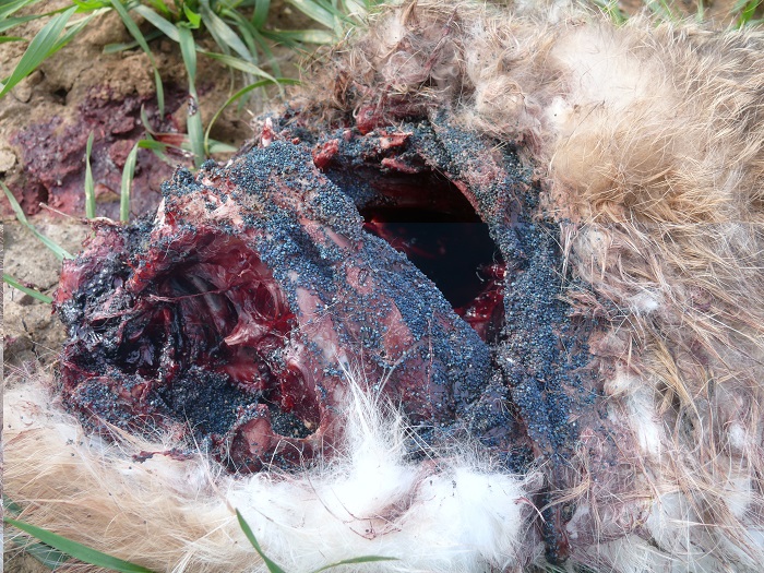 Gifte liegen oft als bläuliches Granulat vor - hier auf einem toten Feldhasen aufgebracht 