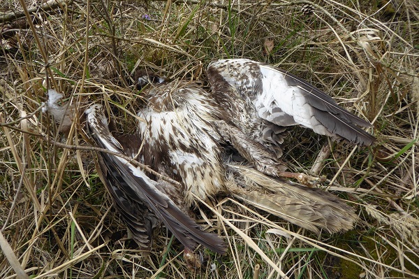 Vergifter Mäusebussard in Niederbayern (Archivfoto)
