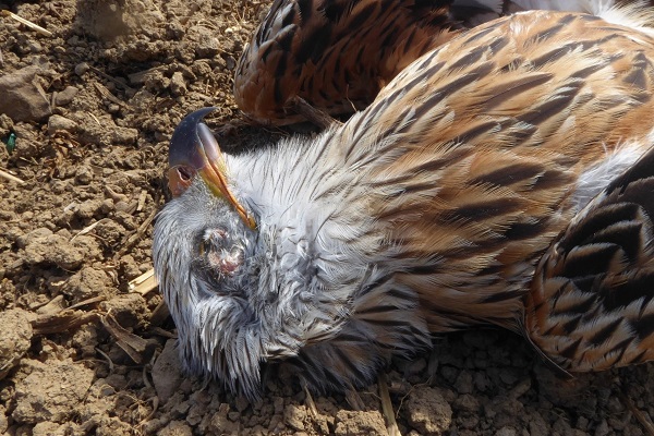 Vergifteter Rotmilan (Archivbild)