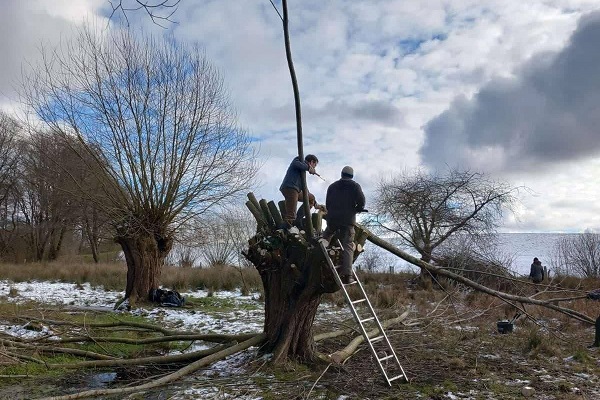 Kopfweidenschnitt im Komitee-Schutzgebiet, Februar 2025 