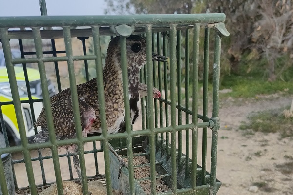 Von der Polizei sichergestellter Goldregenpfeifer auf Gozo. 