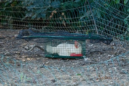 Habichtfangkorb mit Haushuhn als Lockvogel.