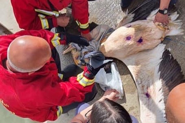Mit Schrot beschossener Rosapelikan 