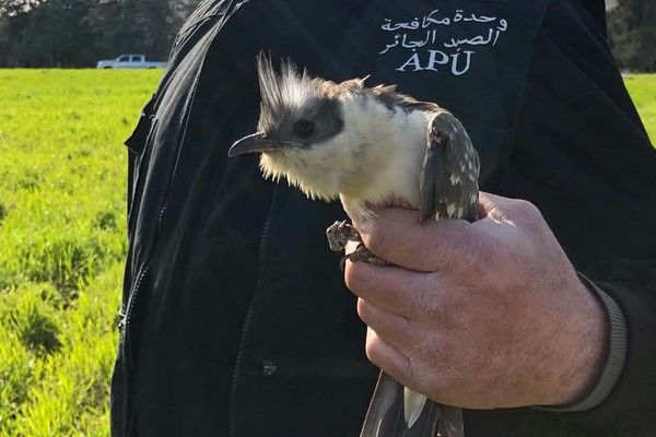geretteter Häherkuckuck im Libanon 