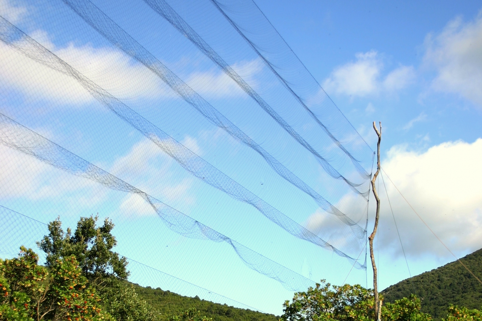 Rete da uccellagione