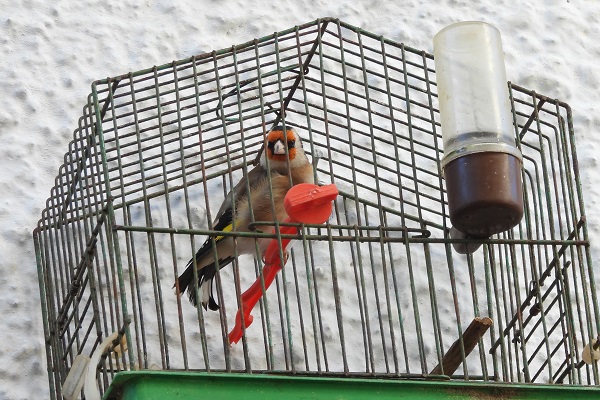 Stieglitz an einer Hauswand auf Santorin - auf der Insel ein alltäglicher Anblick