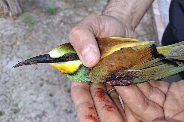 Dieser angeschossene Bienenfresser wurde auf Zakynthos gefunden - leider musste er eingeschläfert werden