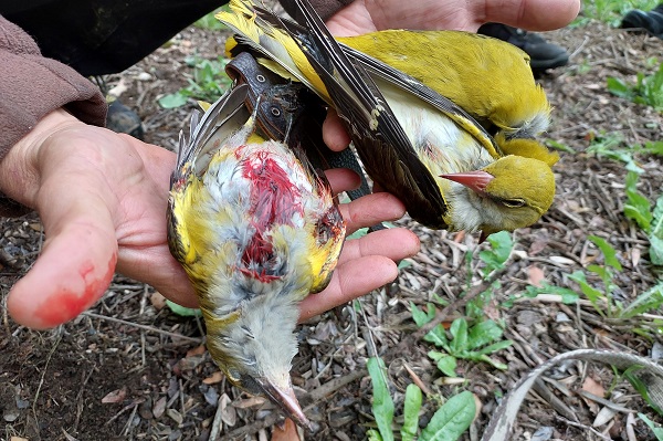 Geschossene Pirole auf der Insel Zakynthos/Griechenland