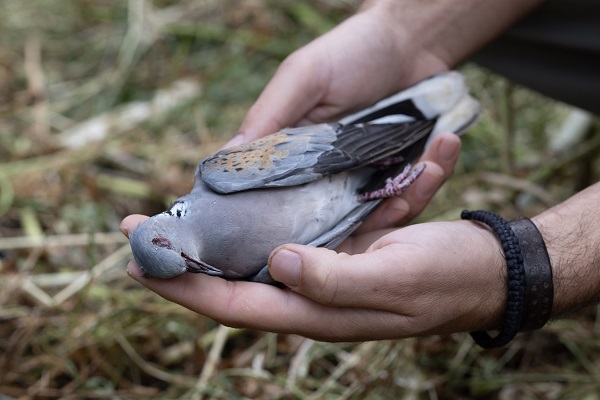 Geschossene Turteltaube