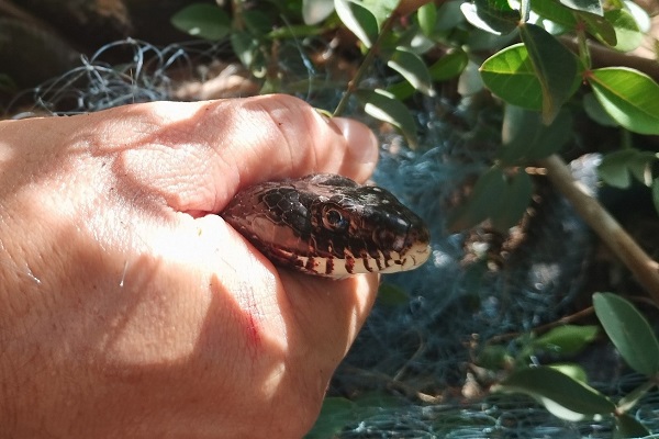 Aus Bodennetz befreite Pfeilnatter 