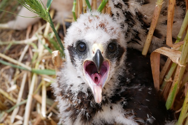 Dieser Rohrweihen-Jungvogel wird in der Zülpicher Börde hoffentlich bald flügge.