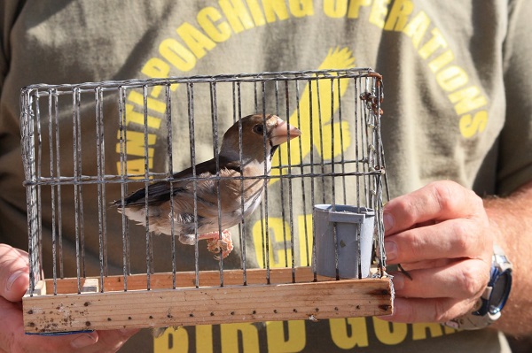 Kernbeißer als Lockvogel auf Malta 