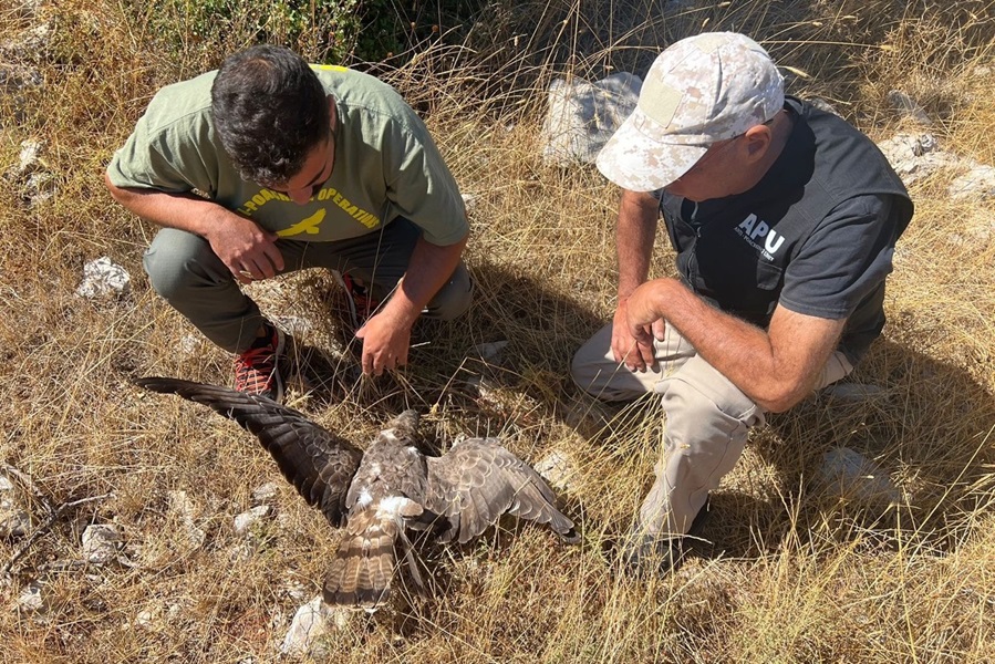 Mitglieder unserer Anti-Wilderei Einheit im Libanon mit einem frisch geschossenen Wespenbussard.