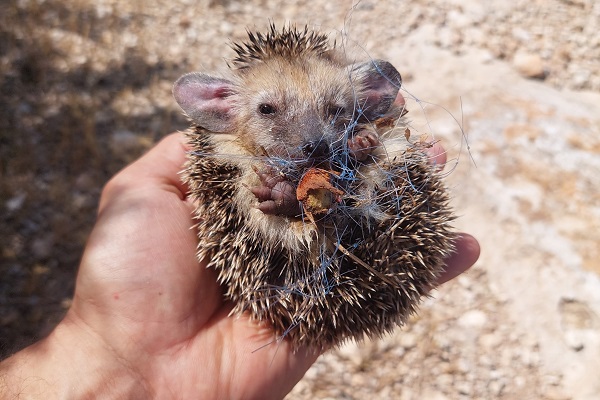 Die illegalen Bodennetze werden vielen Tierarten wie dem Zypern-Langohrigel zum Verhängnis. 
