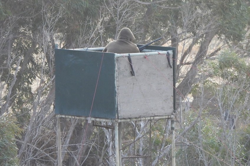 Zugvogeljäger in einem mehrere Meter hohen Turm bei der Turteltaubenjagd auf Malta. 
