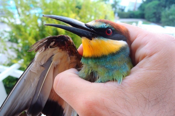 Angeschossener Bienenfresser (Zypern Herbst 2024)