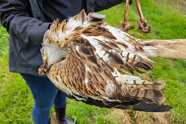 In Neustadt an der Aisch aufgefundener vergifteter Rotmilan. Das Tier war mit einem Sender des Projektes LIFE EUROKITE versehen und wurde nur deswegen entdeckt.