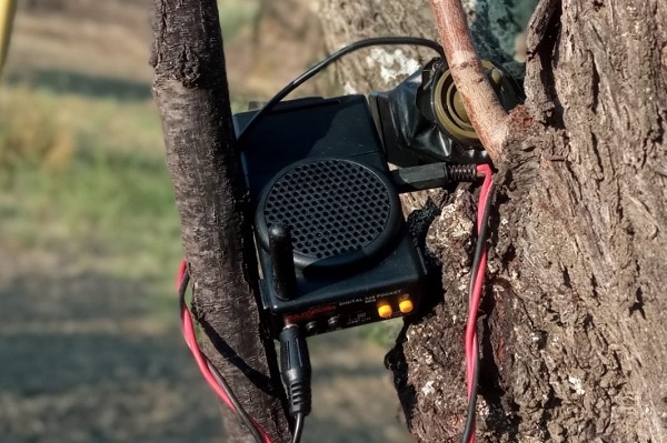 Sichergestelltes Lockgerät mit Gartengrasmücken-Gesang