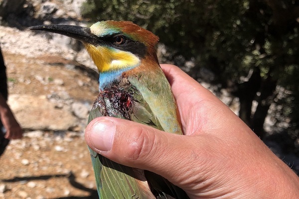 Geschossener Bienenfresser