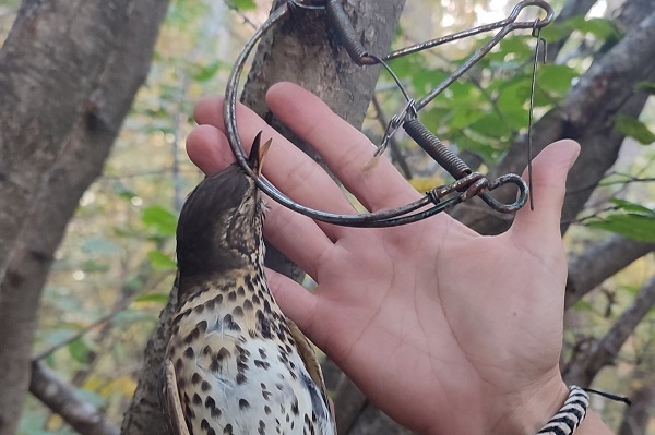 Viele Vögel sterben nicht sofort in den Vogelfallen. Diese Singdrossel war nur mit dem Schnabel in eine Schlagfalle geraten.