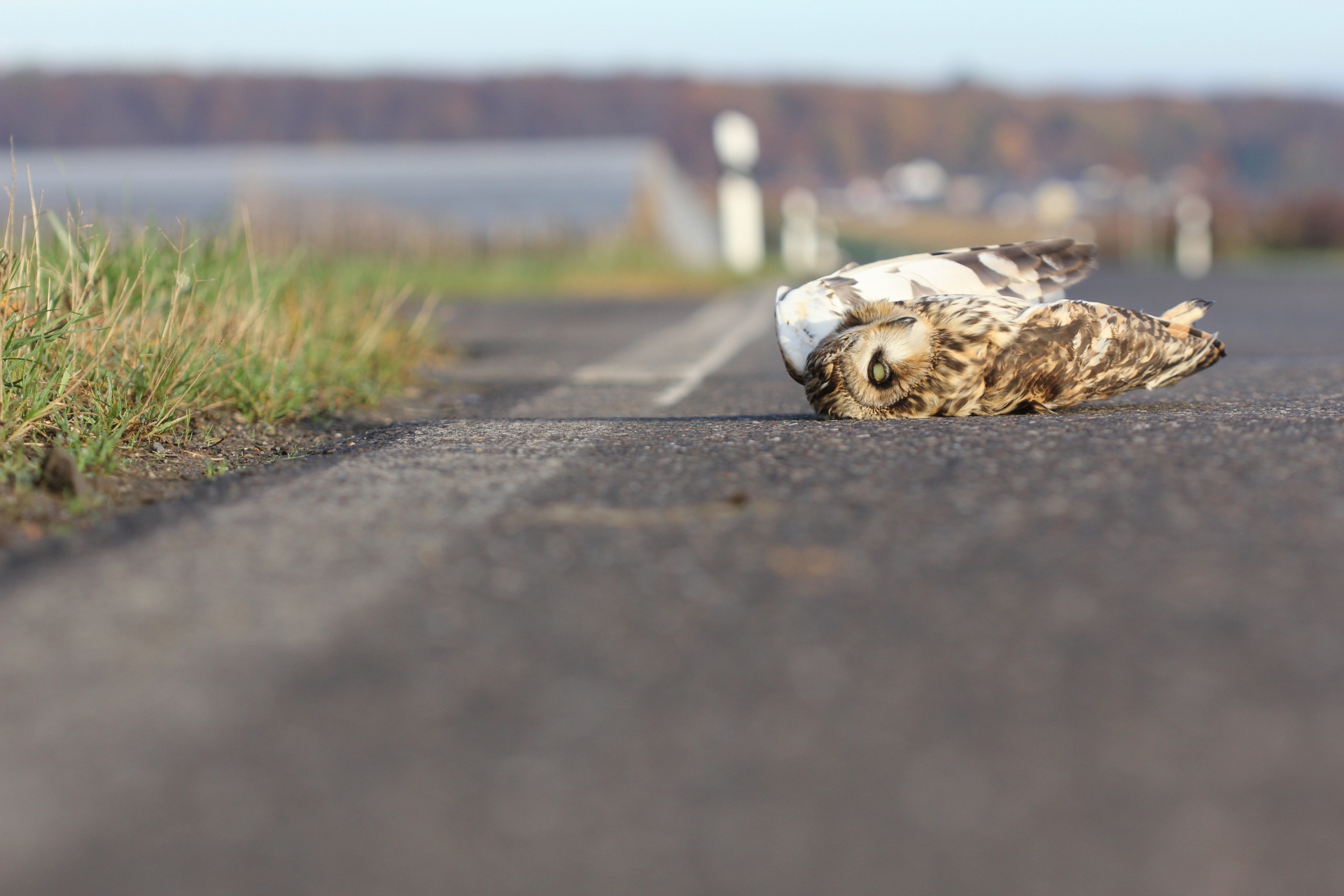 Gufo di palude investito