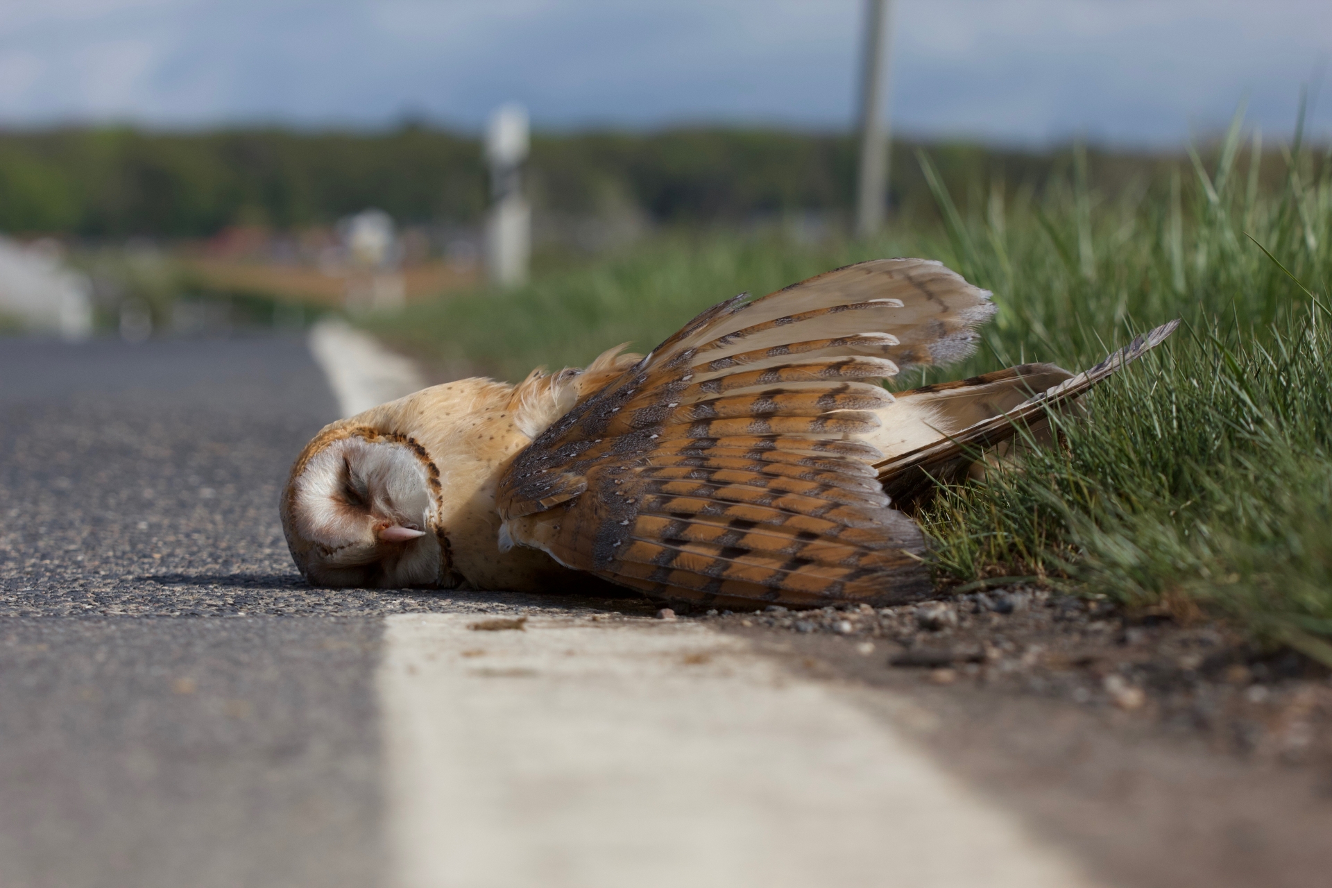 Il barbagianni, come altri rapaci notturni, è una vittima frequente del traffico notturno
