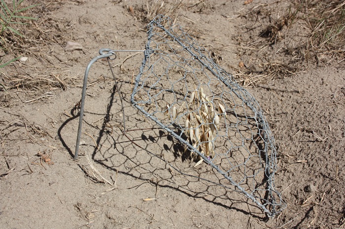 Typische Ortolanfalle in Südwestfrankreich