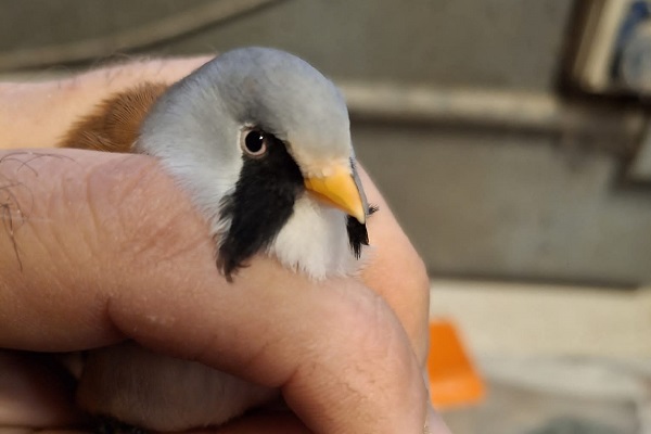 Bei den Kontrollen der Vogelhändler wurden auch Bartmeisen gefunden